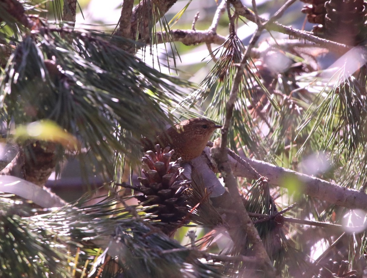 Winter Wren - ML615152218