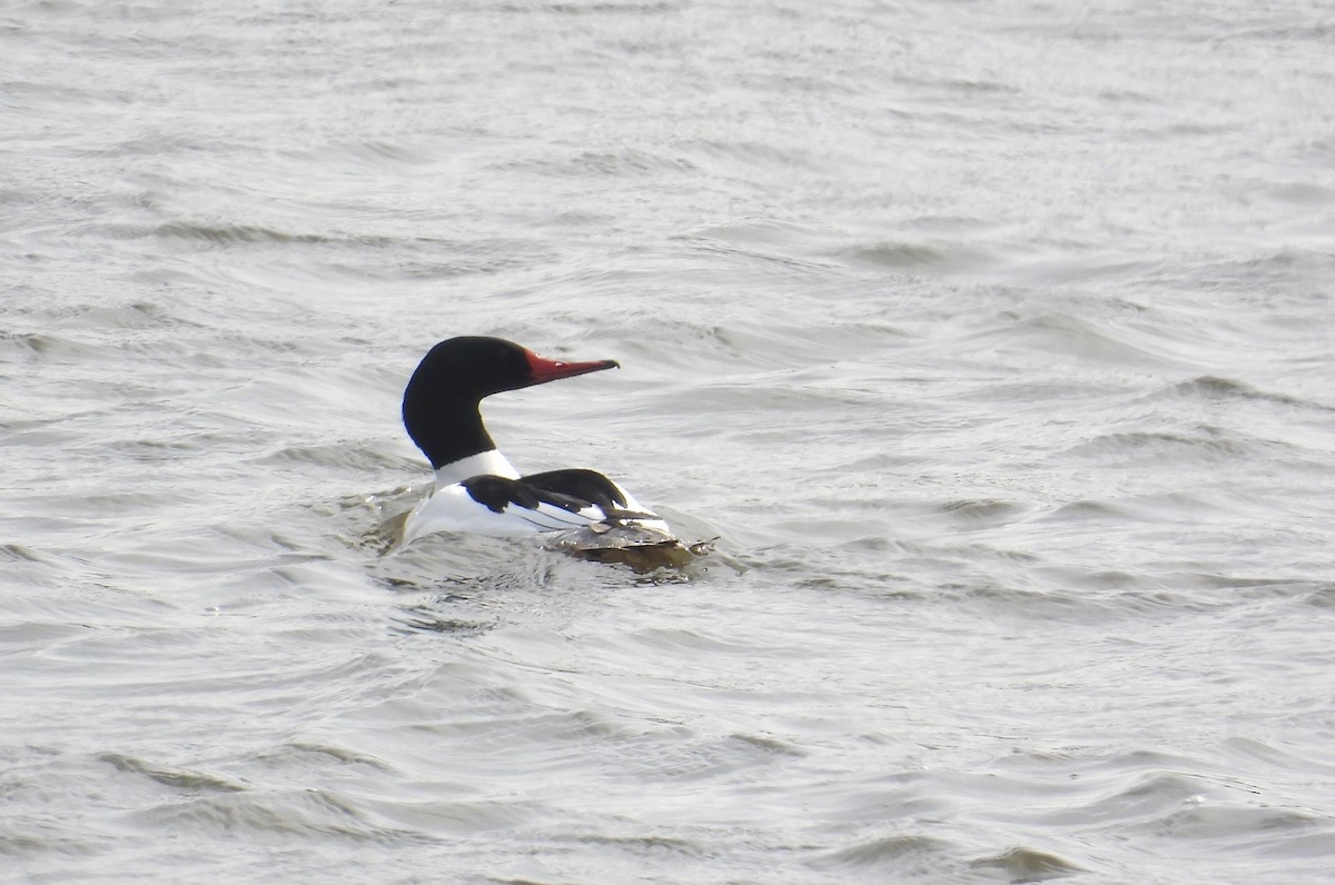 Common Merganser - Matt Tobin