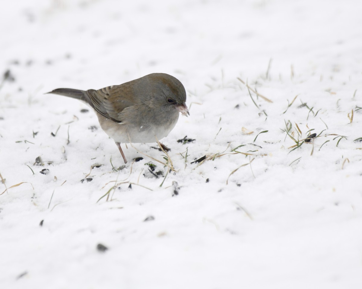 Junco ardoisé (hyemalis/carolinensis) - ML615152269