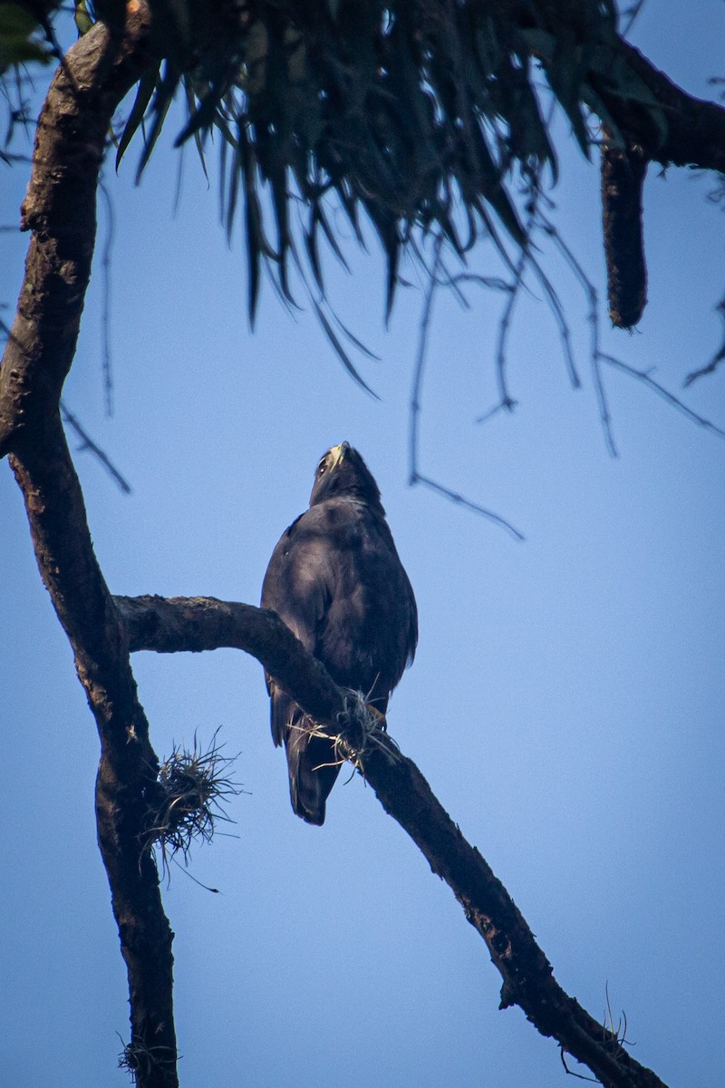 Zone-tailed Hawk - ML615152289