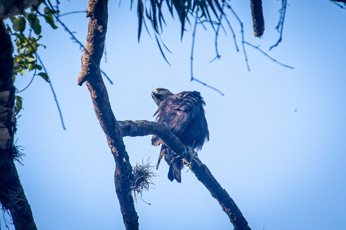 Zone-tailed Hawk - ML615152296