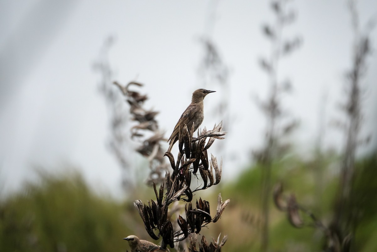 European Starling - ML615152303