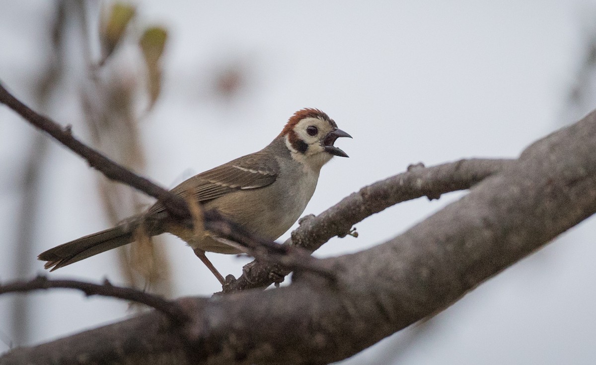 White-faced Ground-Sparrow - Ian Davies