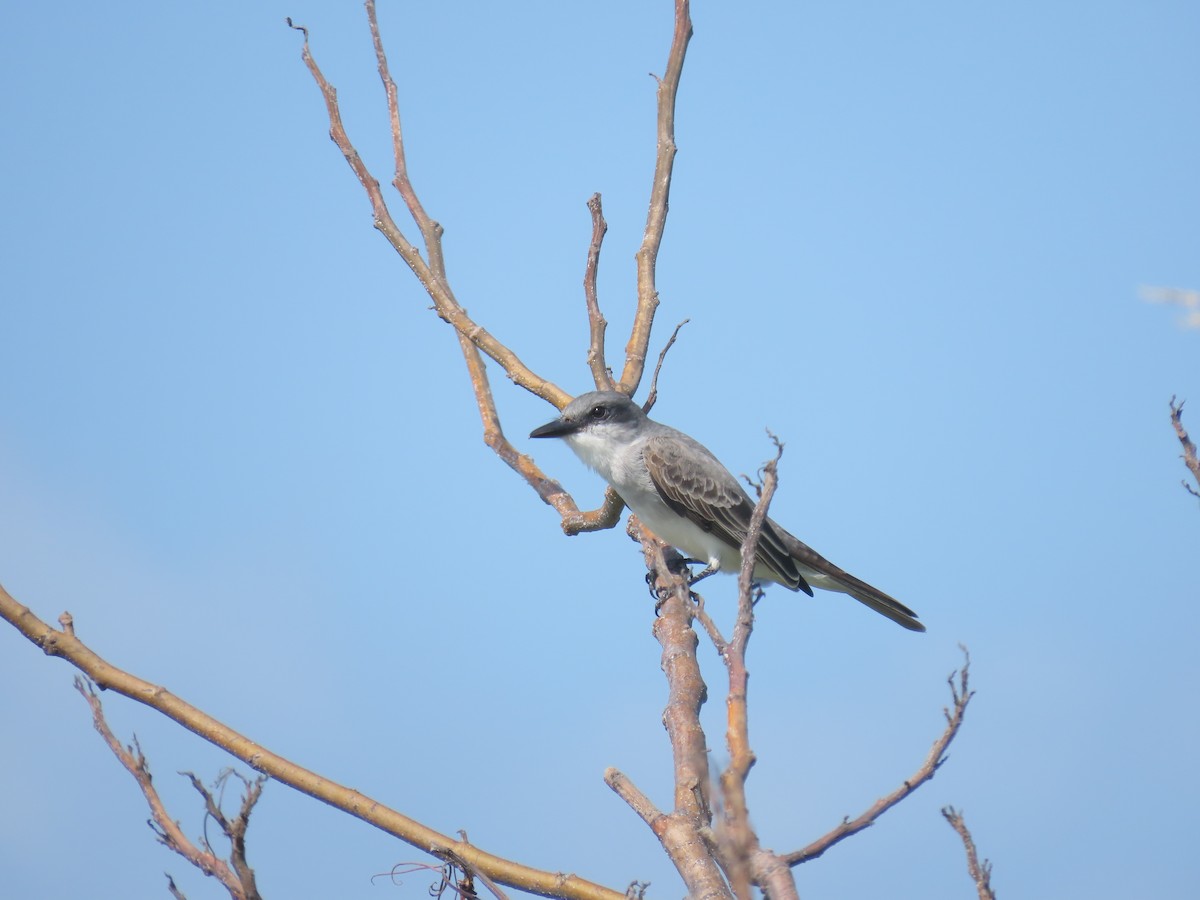 Gray Kingbird - ML615152316