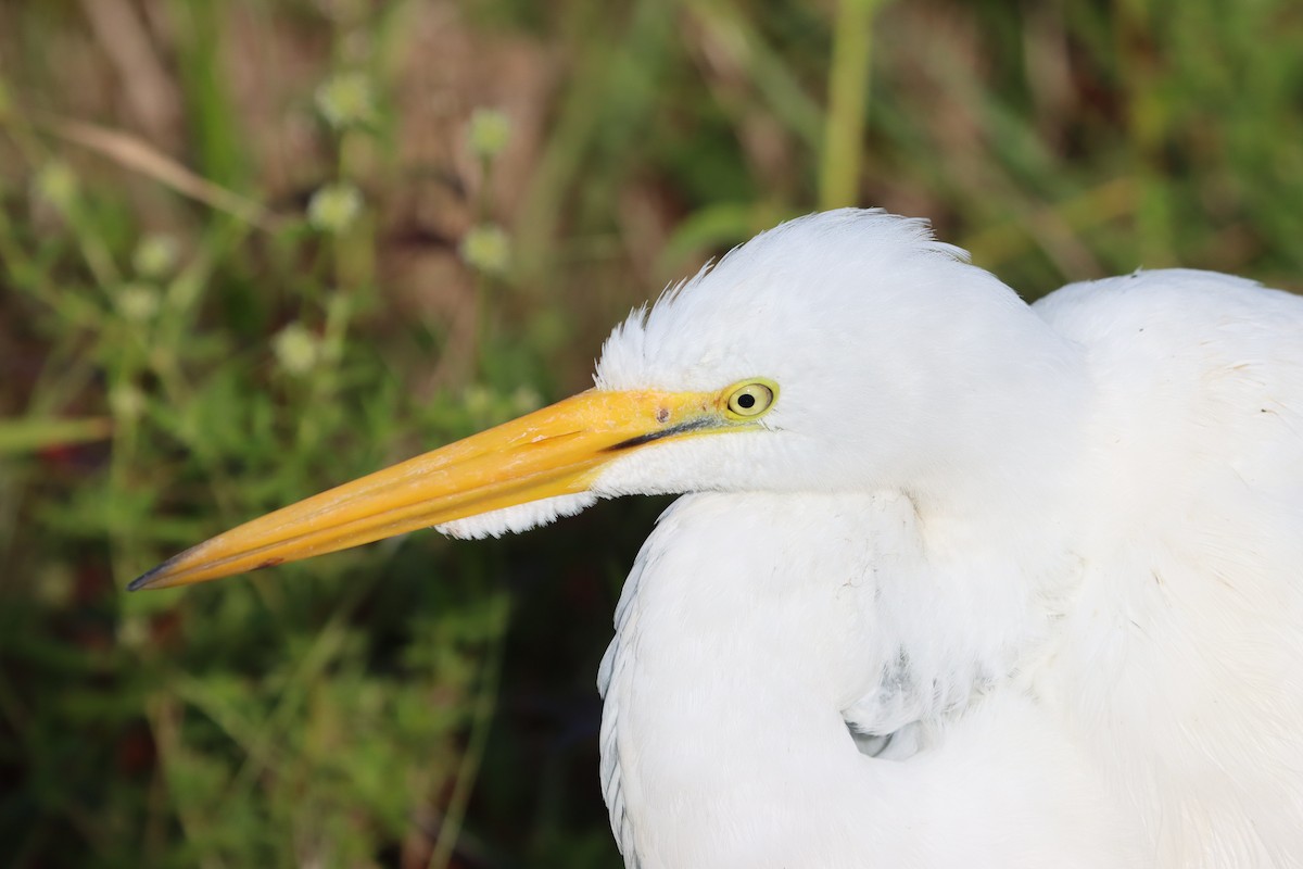 Great Egret - ML615152348