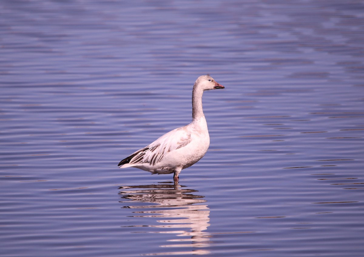 Snow Goose - ML615152413