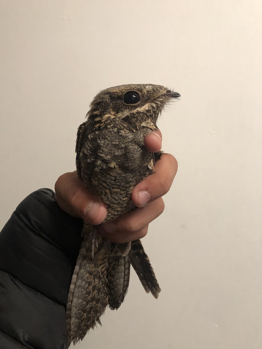 Eurasian Nightjar - ML615152422