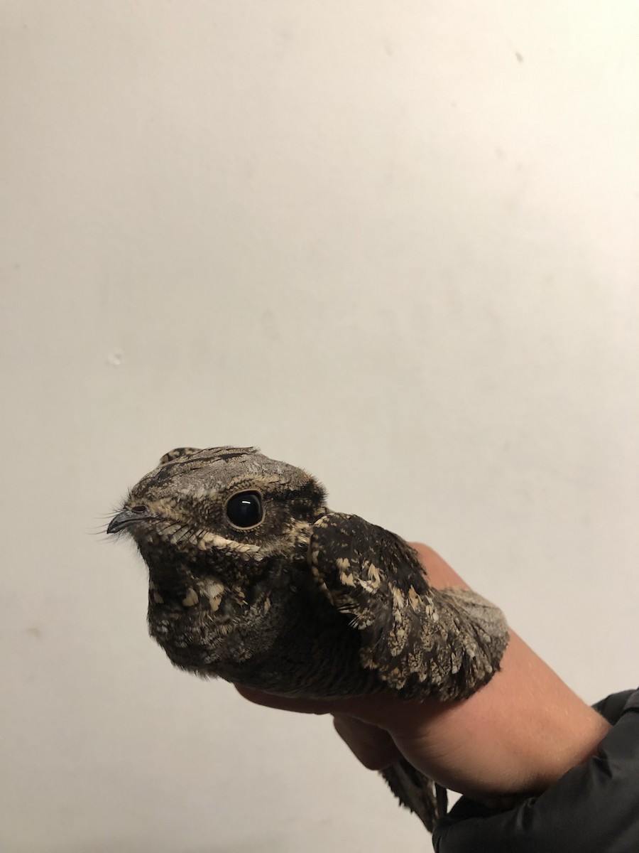 Eurasian Nightjar - ML615152423