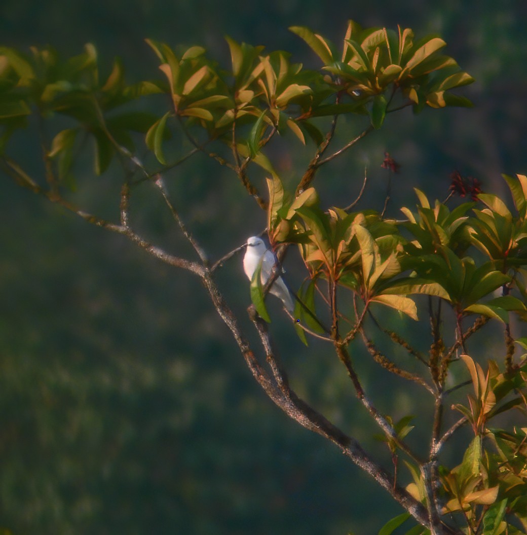 Black-tipped Cotinga - ML615152454