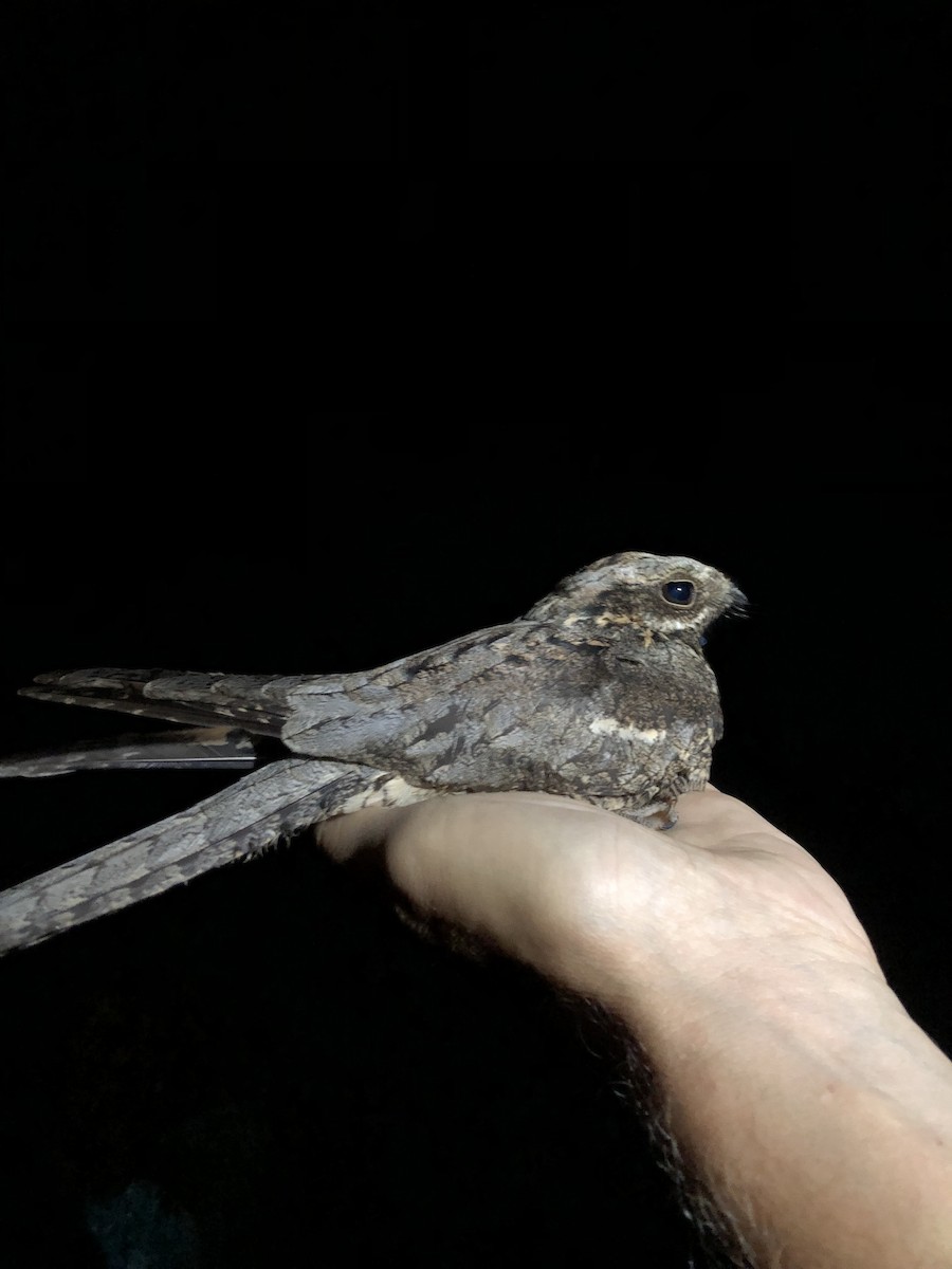 Eurasian Nightjar - ML615152460