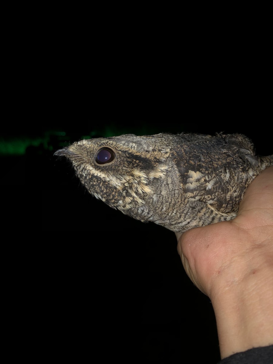 Eurasian Nightjar - ML615152461