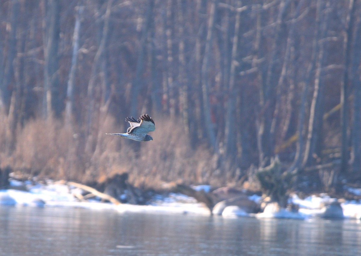 Northern Harrier - ML615152475