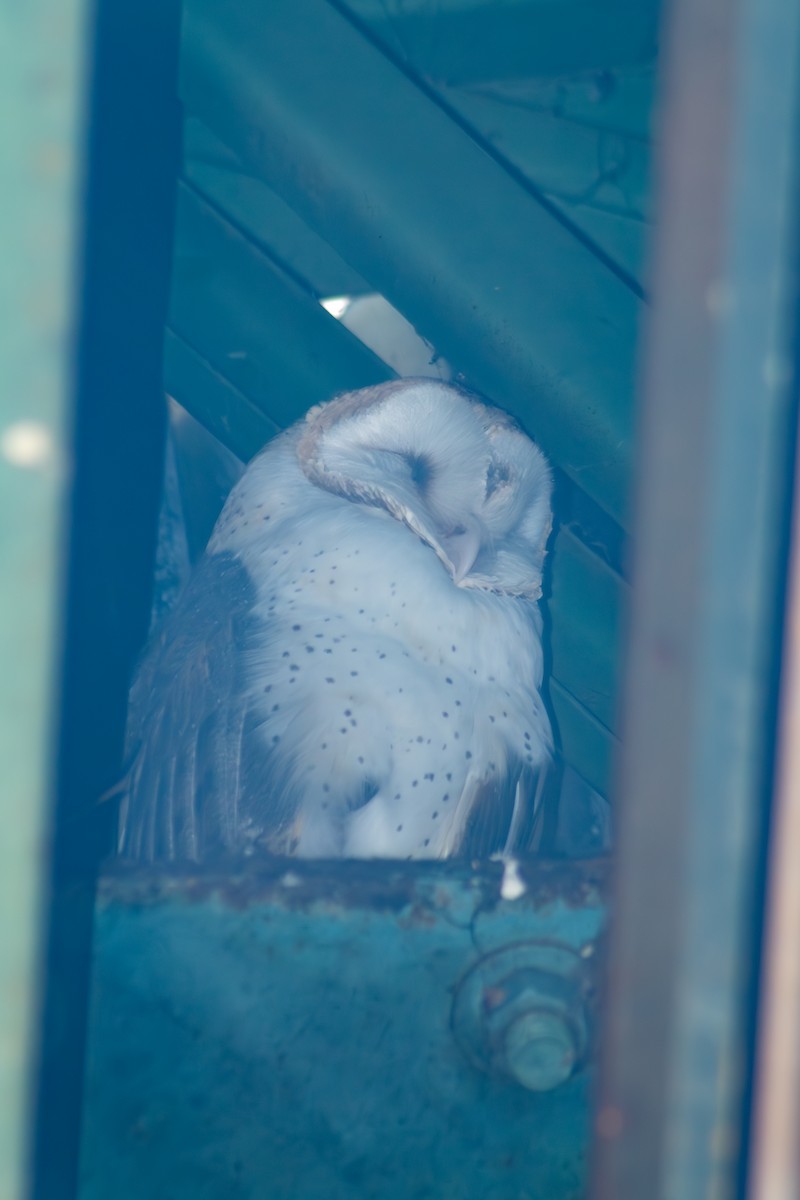 Barn Owl - Francisco Valdevino Bezerra Neto