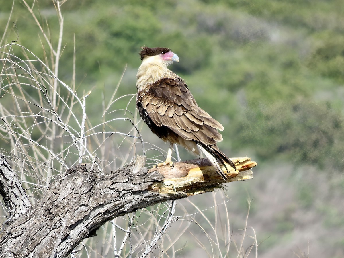 Crested Caracara - Kenneth Weaver