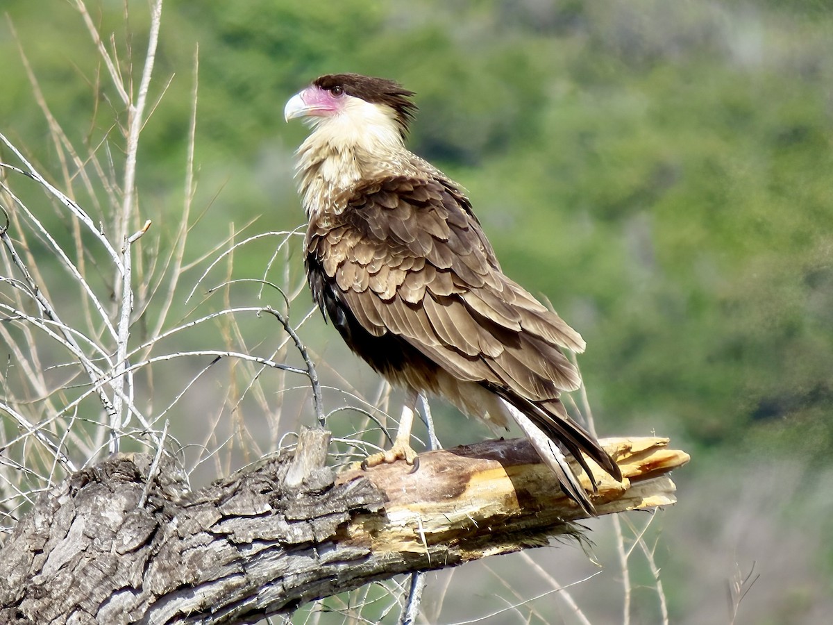 Crested Caracara - Kenneth Weaver