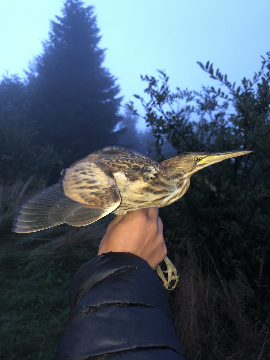 Little Bittern - ML615152629