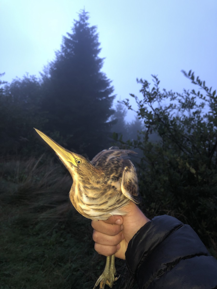 Little Bittern - ML615152630