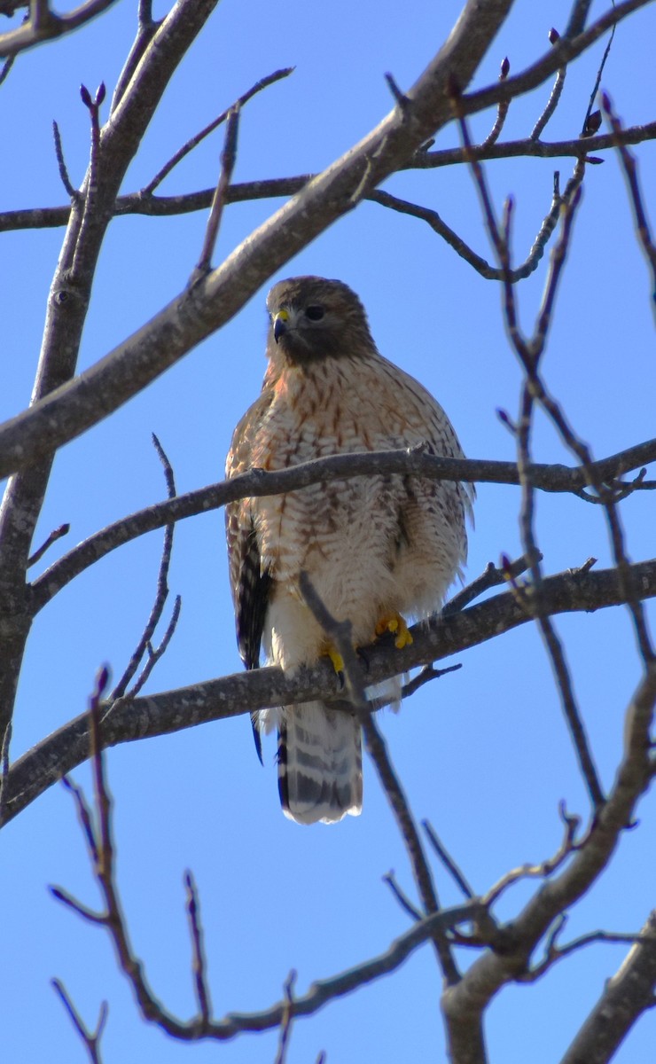 Red-shouldered x Red-tailed Hawk (hybrid) - ML615152632