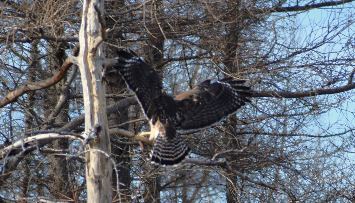 Red-shouldered x Red-tailed Hawk (hybrid) - ML615152633