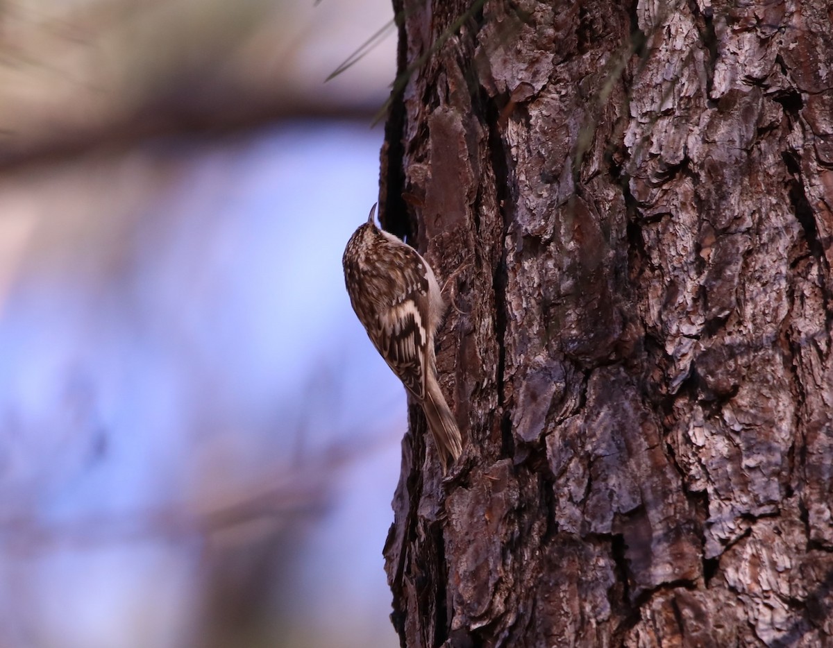 Brown Creeper - ML615152663