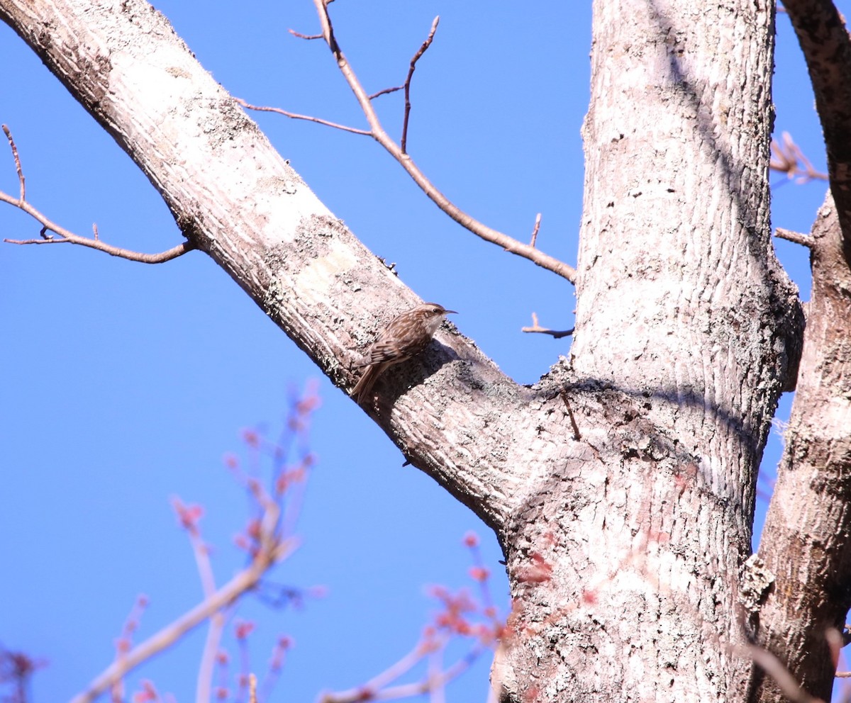 Brown Creeper - ML615152664