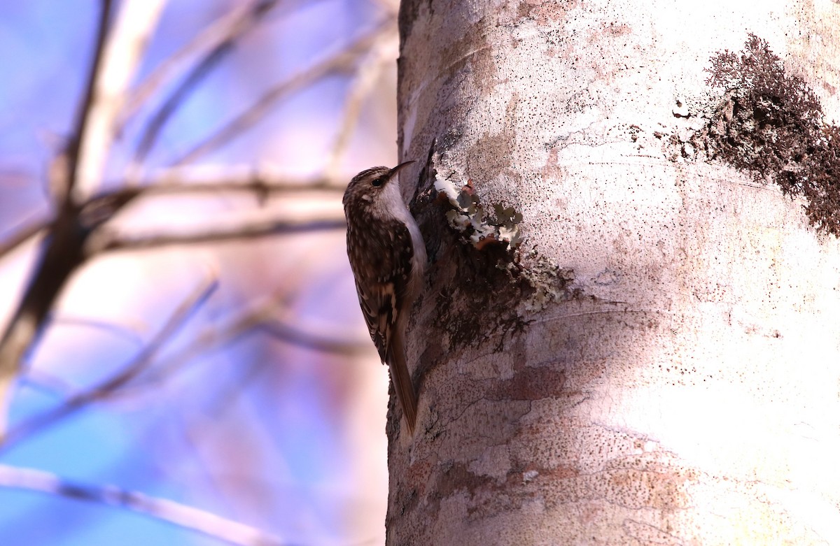 Brown Creeper - ML615152665