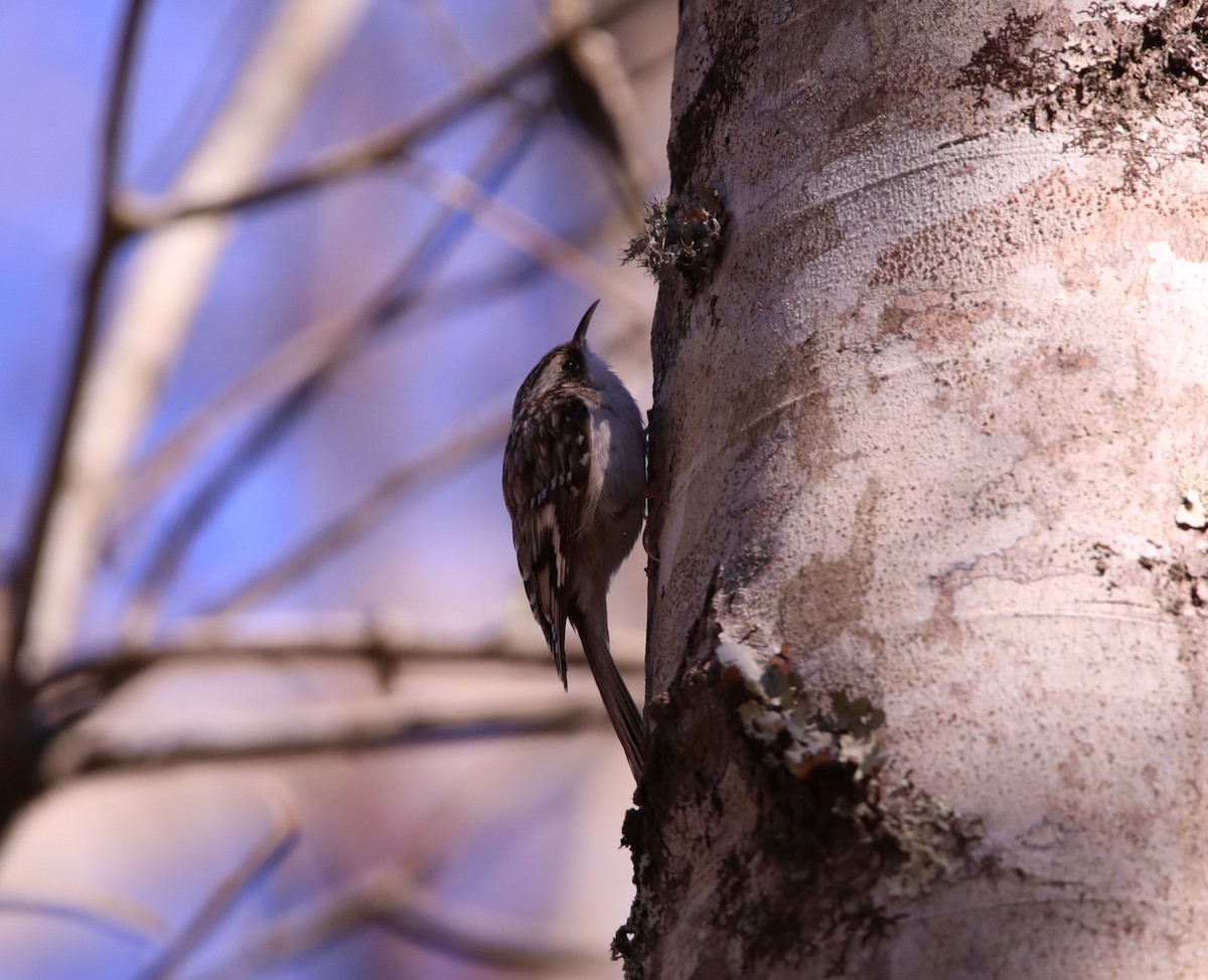 Brown Creeper - ML615152666