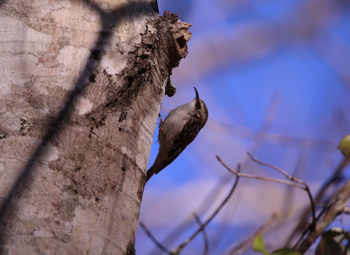 Brown Creeper - ML615152667