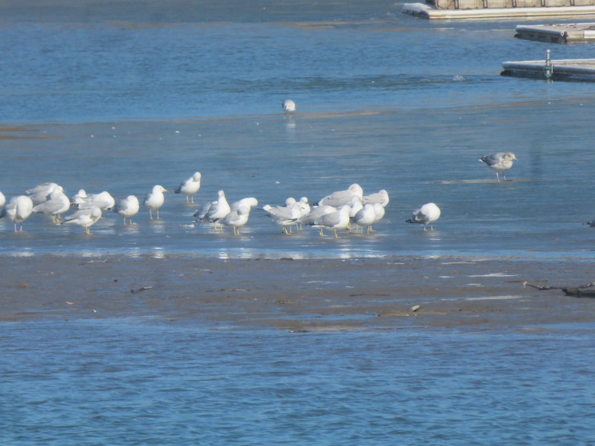 Ring-billed Gull - ML615152691