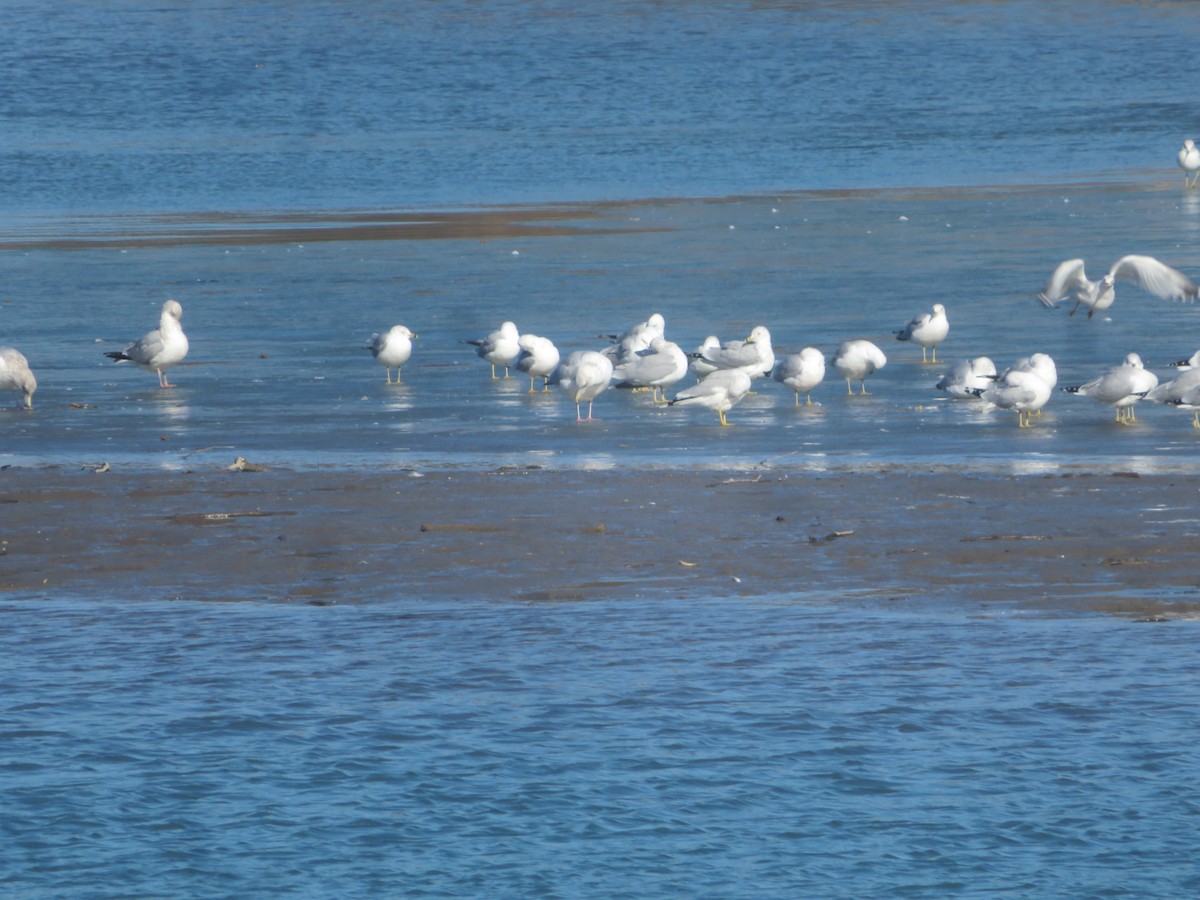 Ring-billed Gull - ML615152692