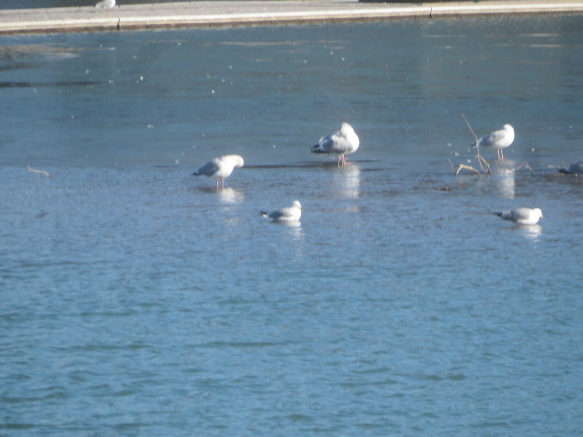 Herring Gull - ML615152719