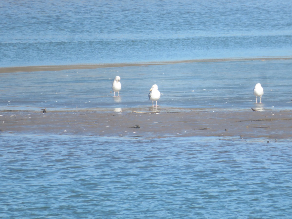 Herring Gull - ML615152720