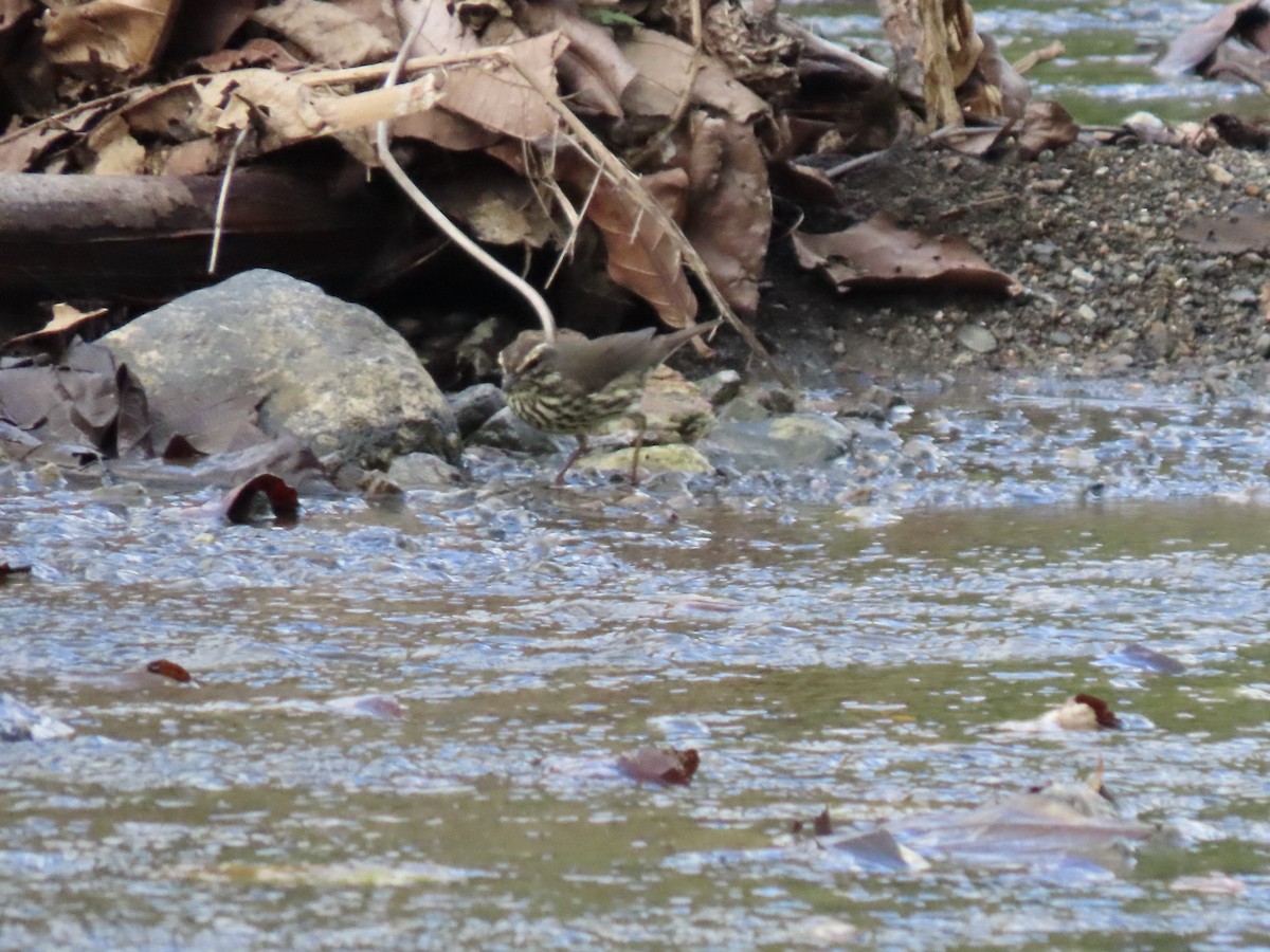 Northern Waterthrush - ML615152751