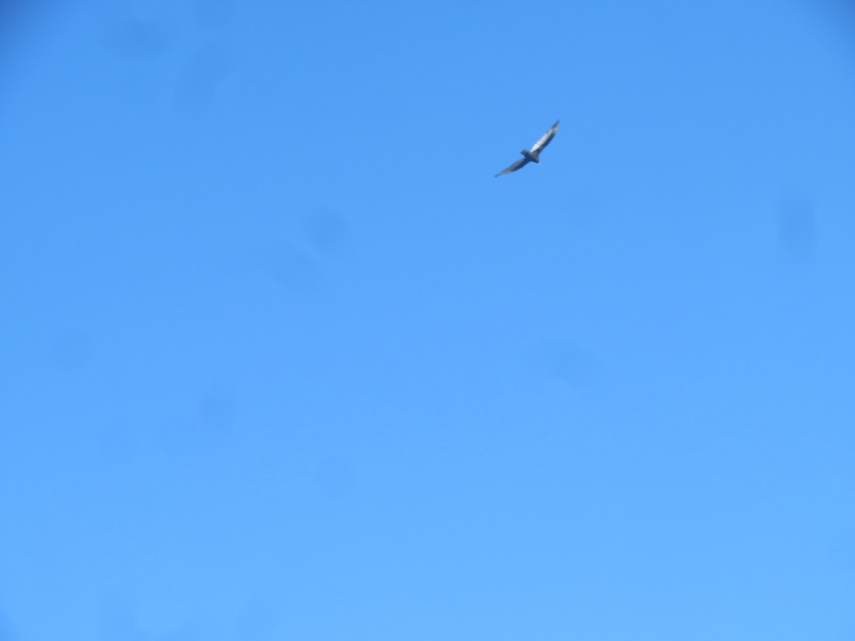 Turkey Vulture - ML615152788