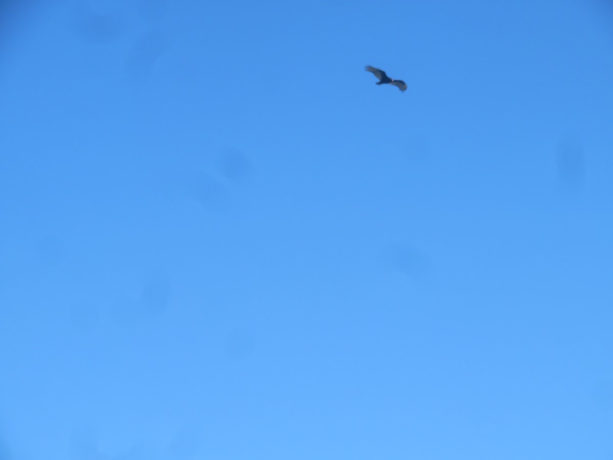 Turkey Vulture - ML615152789