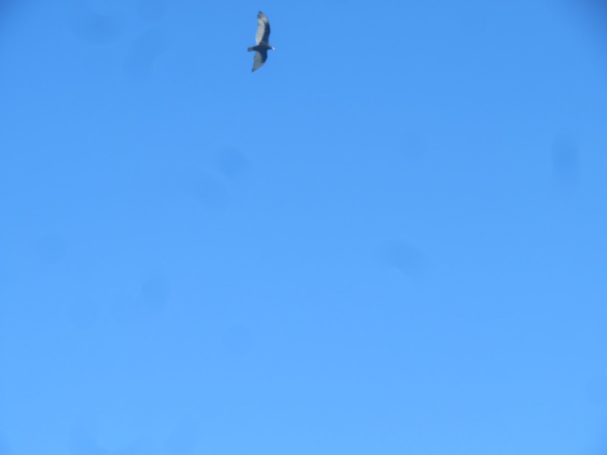 Turkey Vulture - ML615152790