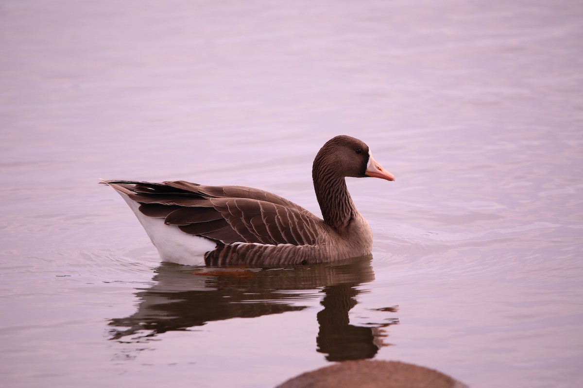 Greater White-fronted Goose - ML615152793