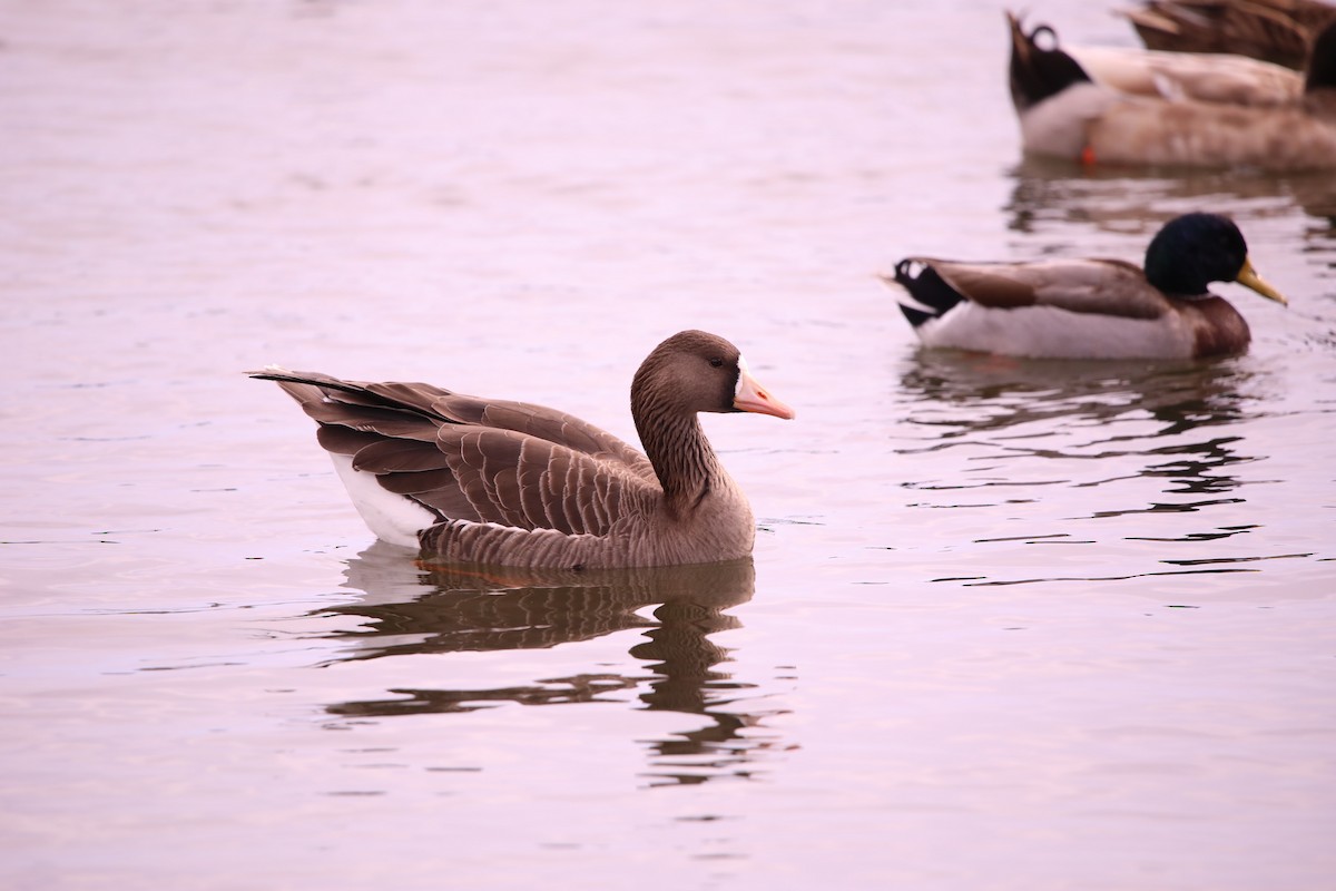 Greater White-fronted Goose - ML615152794