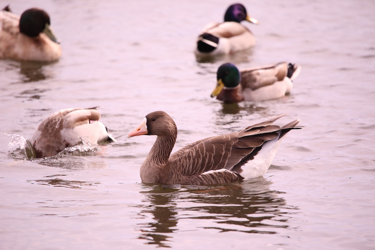 Greater White-fronted Goose - ML615152795