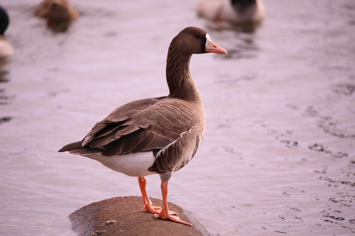 Greater White-fronted Goose - ML615152796