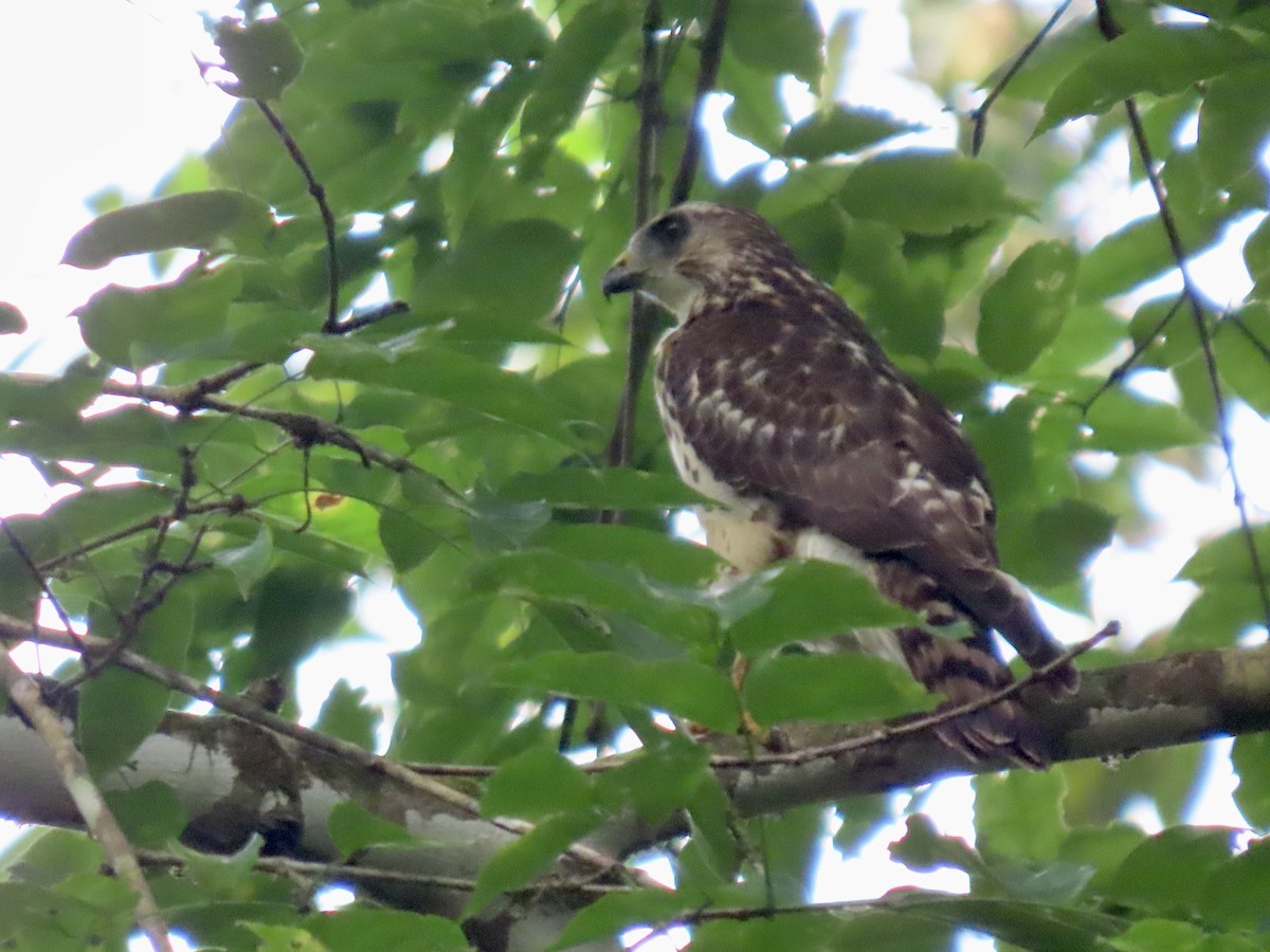 Double-toothed Kite - ML615152797