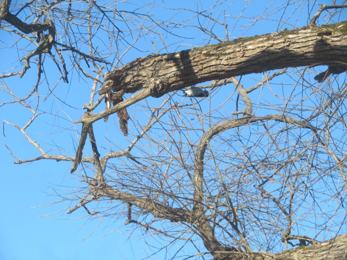 Downy Woodpecker - ML615152800