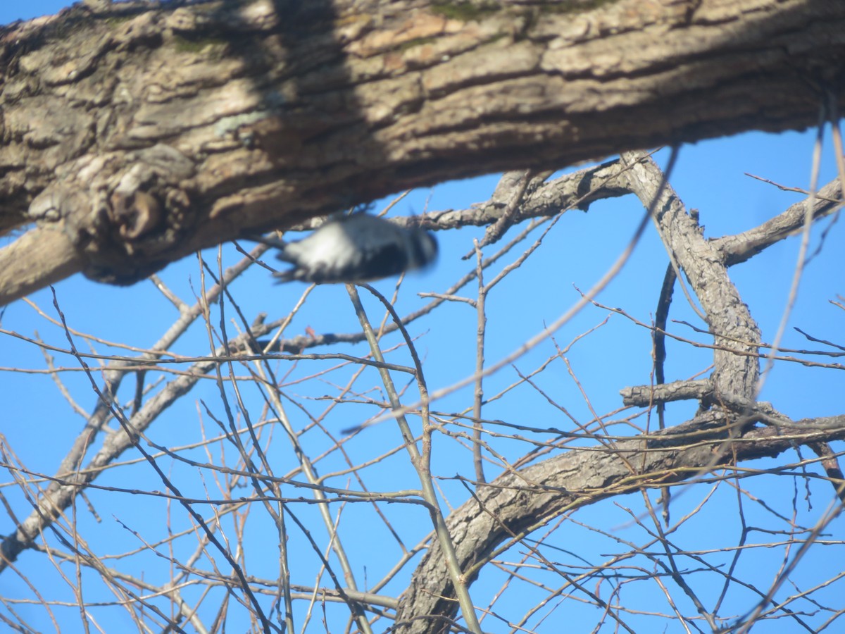 Downy Woodpecker - ML615152801