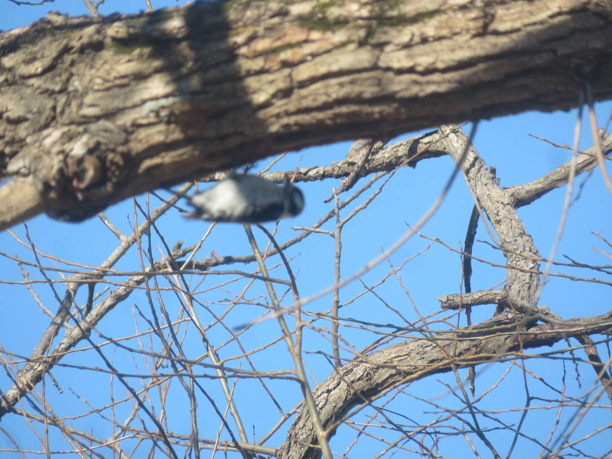 Downy Woodpecker - ML615152802