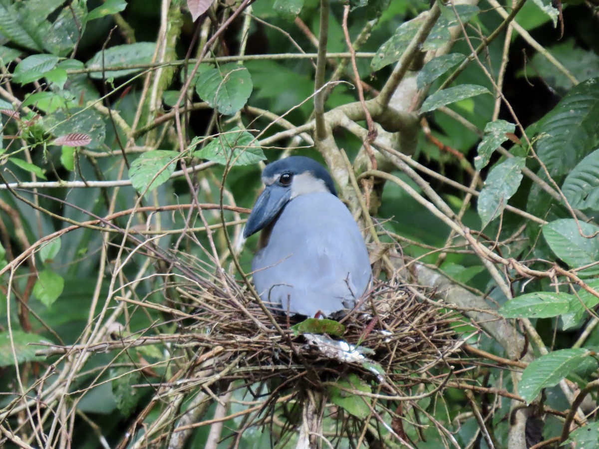 Boat-billed Heron - ML615152806