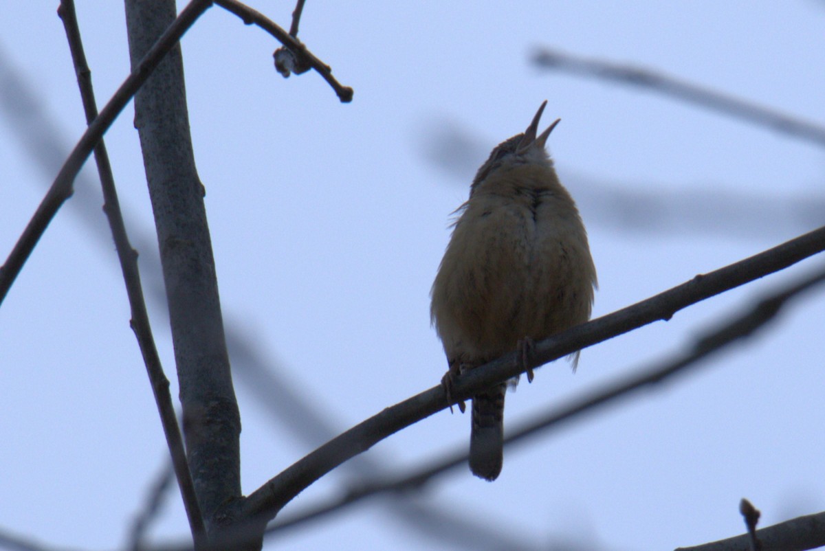 Carolina Wren - ML615152817