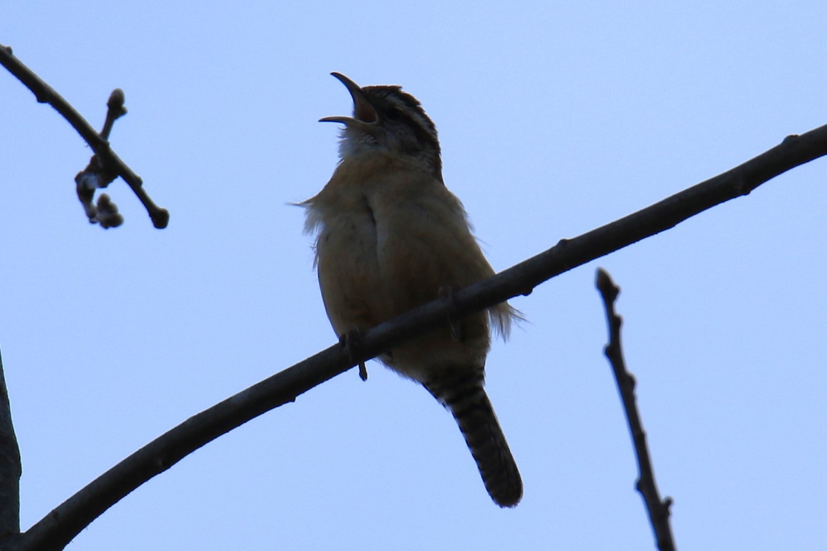 Carolina Wren - ML615152818