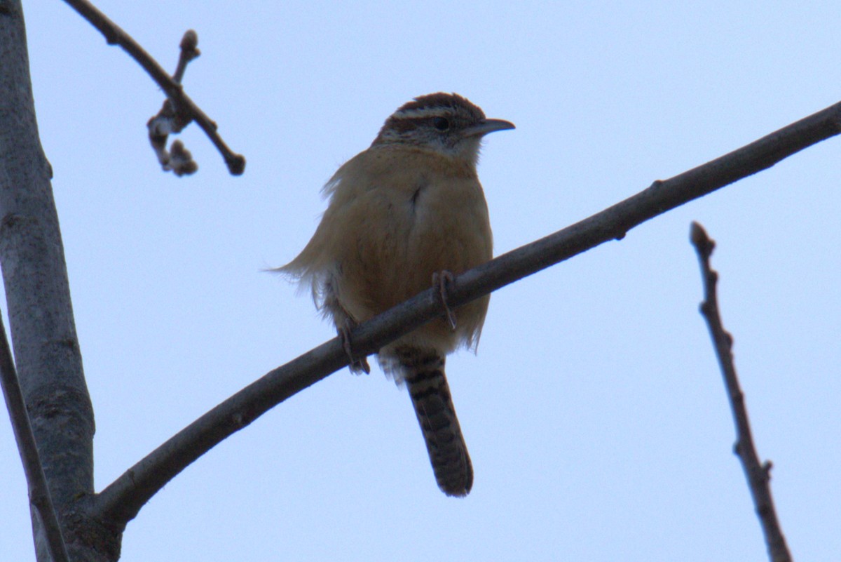 Carolina Wren - ML615152819