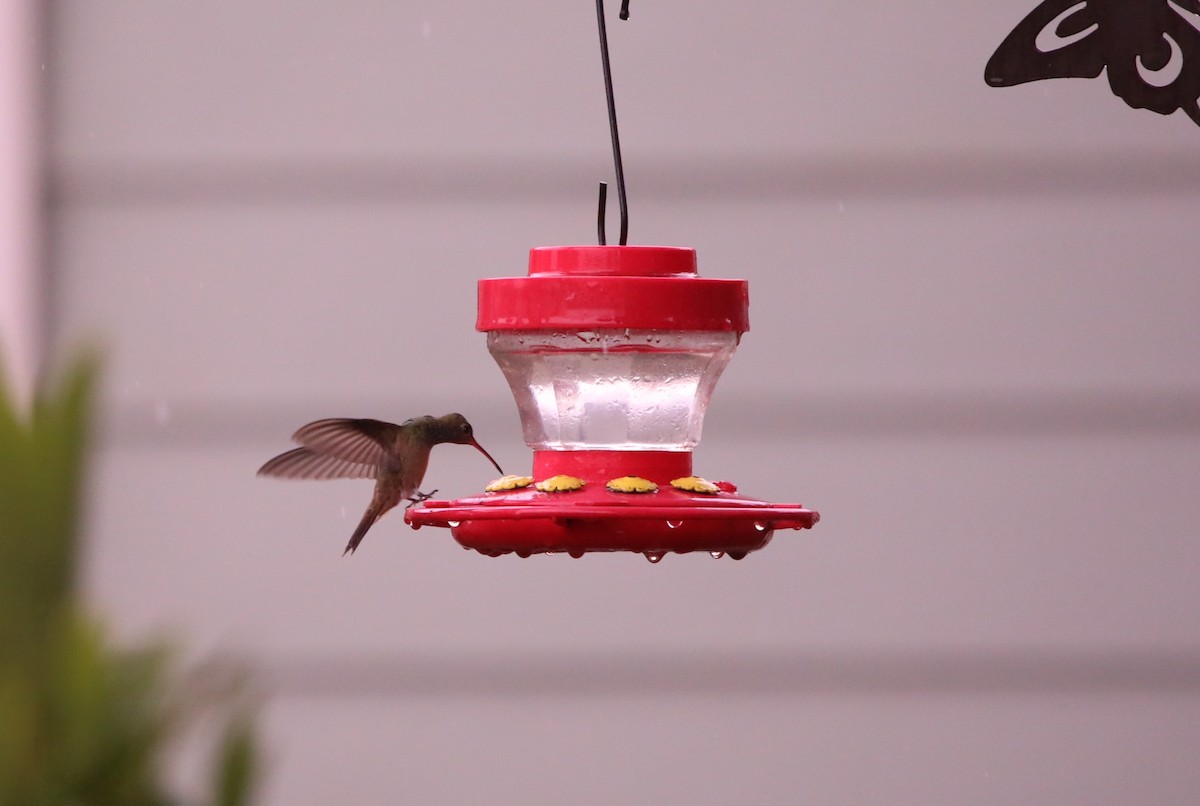 Buff-bellied Hummingbird - ML615152837
