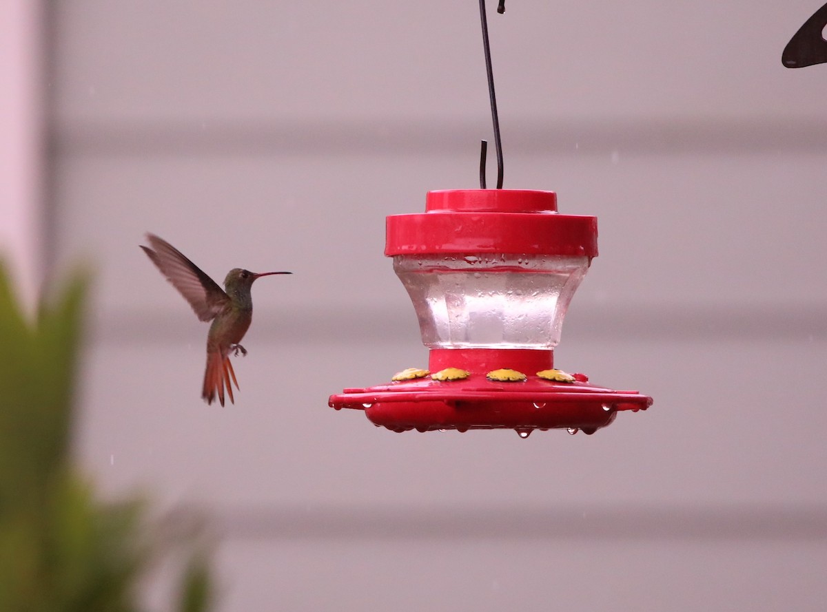Buff-bellied Hummingbird - ML615152838